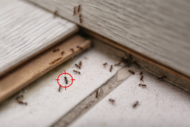 Professional Pest Control in Janesville, WI